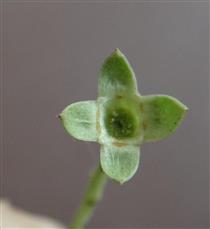  Calyx-Upper view